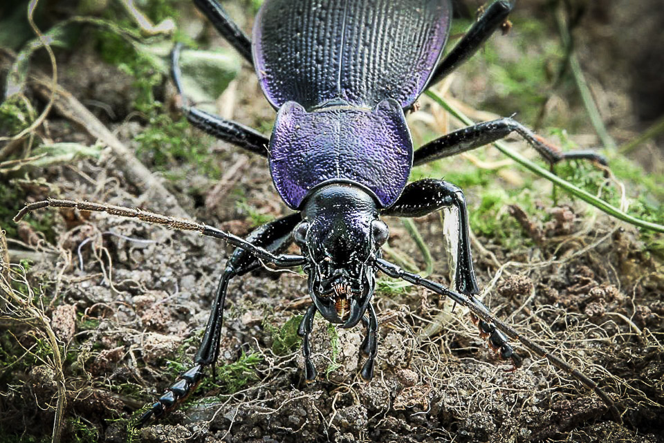 Blauwzwarte schallebijter Carabus problematicus - Foto Jinze Noordijk - 1800px - 1 kolom
