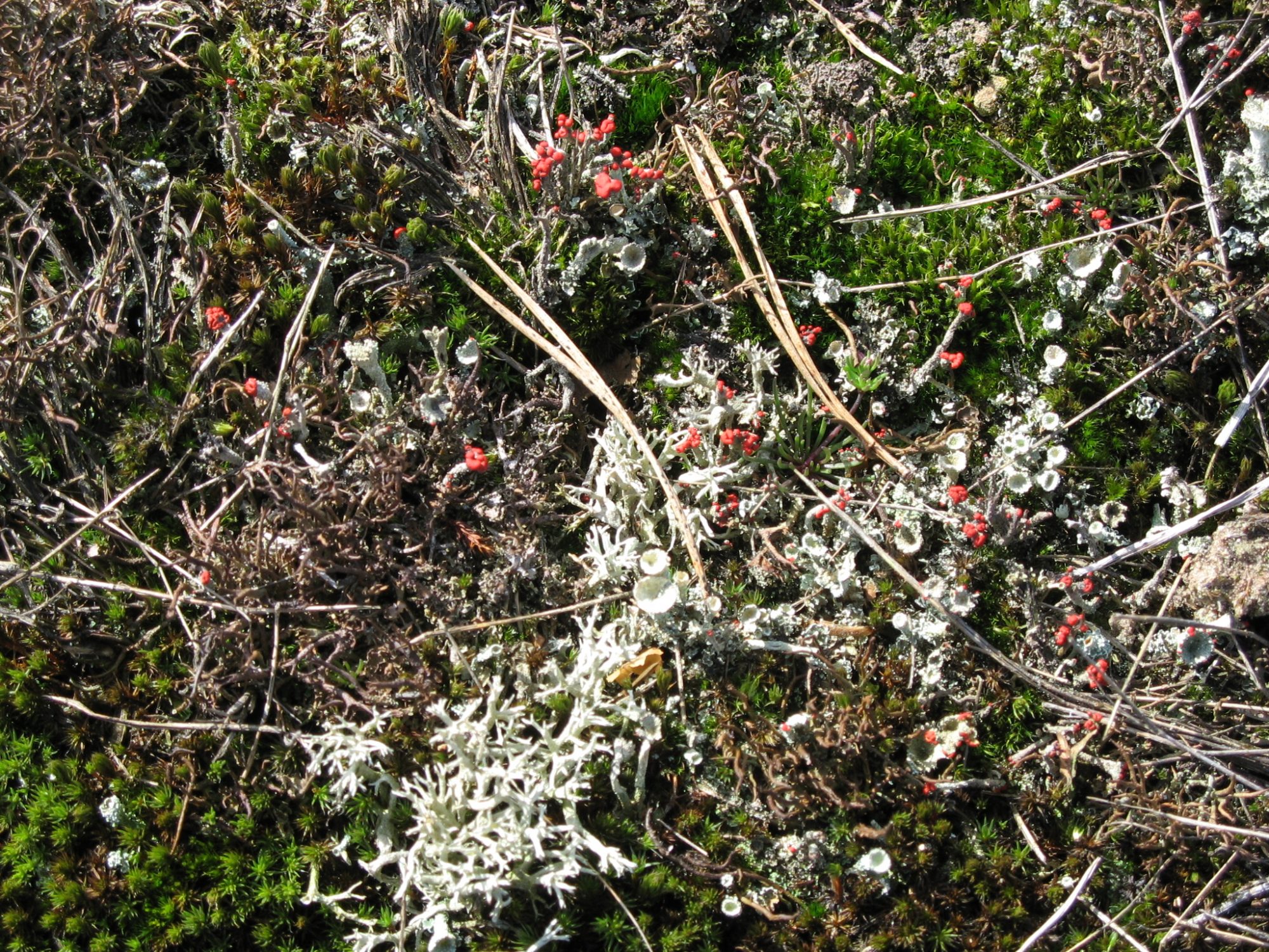 Korstmossen - Rozendaalse veld - H. Thunnissen
