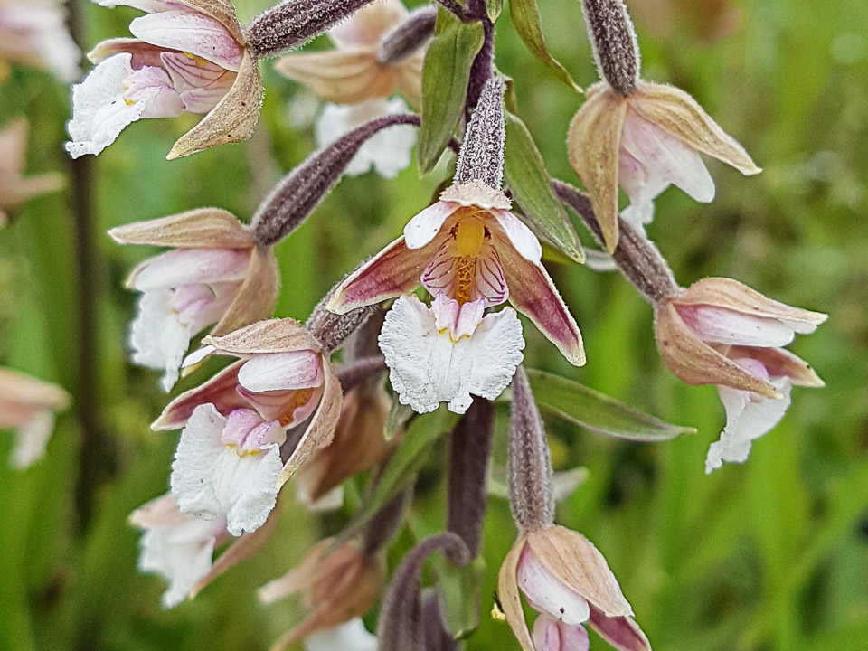 Moeraswespenorchis - Papierweide - Foto Ina van Keulen-1 - 1 kolom