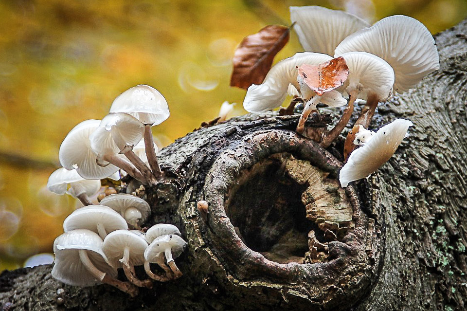 Natuurwandeling door Arboretum Oostereng