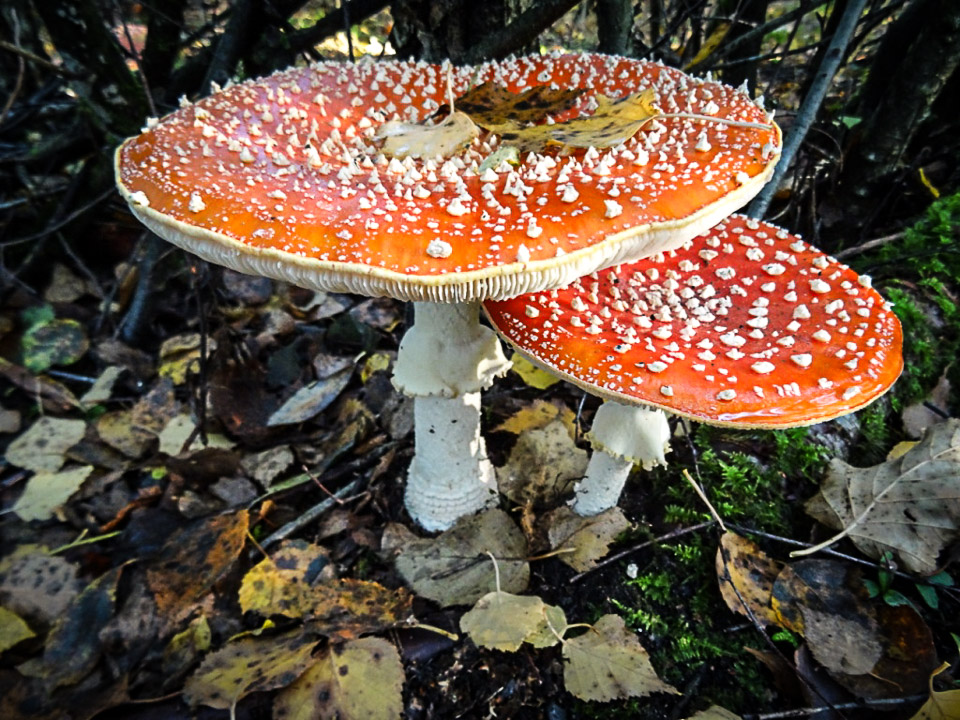 Vliegenzwam (Amanita muscaria) - Foto Eric Minke - 1024x78px - 1 kolom