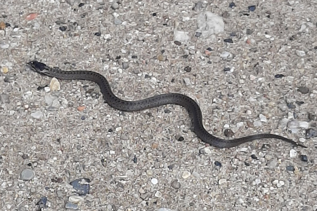 Amfibiën en Reptielen