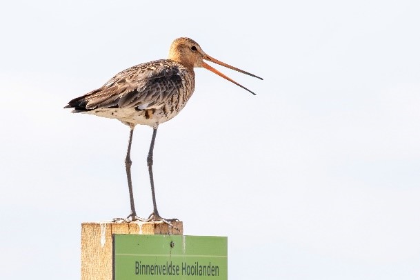 Vogels