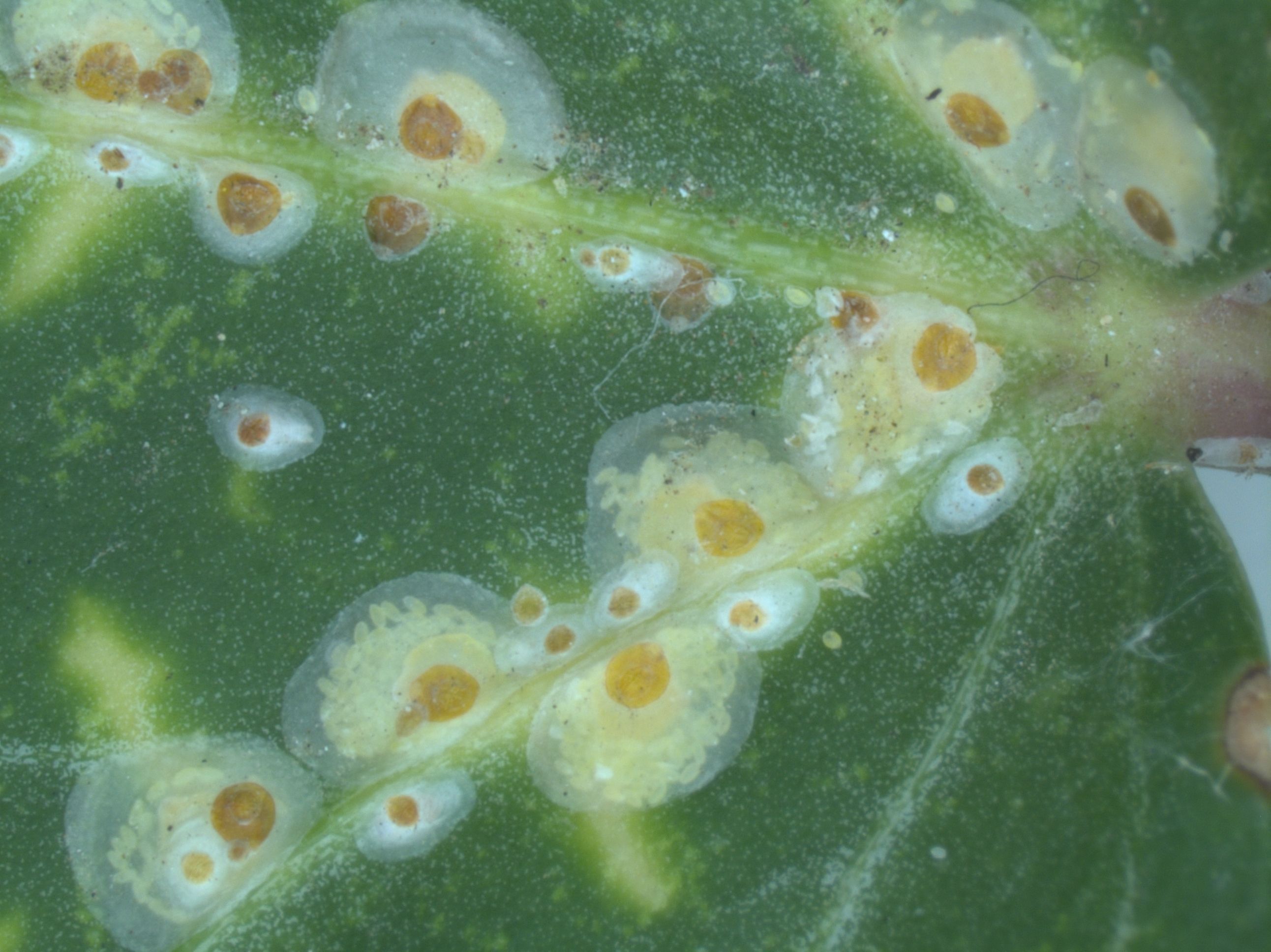 Schildluizen en witte vliegen: bijzondere insecten